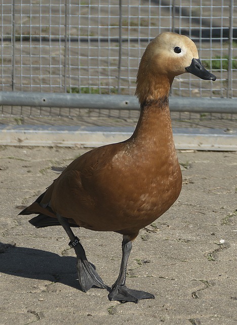 依然可能充